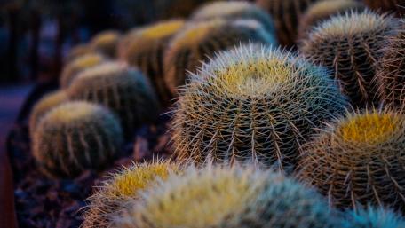 Cactus Garden Serenity in 4K Resolution wallpaper