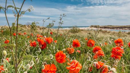 Vibrant Red Flowers by the Shoreline wallpaper