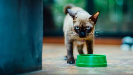 Curious Cat Approaching Food Bowl wallpaper