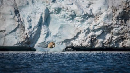 Majestic Polar Bear on Iceberg wallpaper