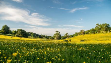 Vibrant Meadow Under a Clear Sky wallpaper