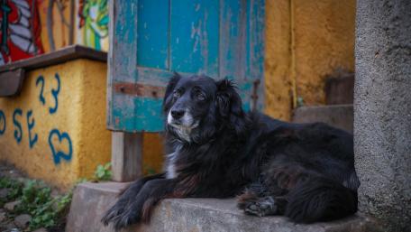 Loyal Canine Companion Resting in Vibrant Surroundings wallpaper