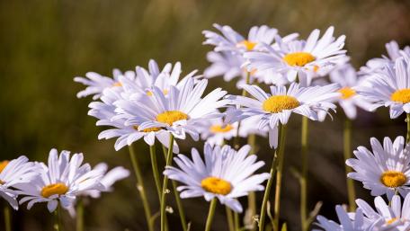 Delicate Daisies in Full Bloom wallpaper