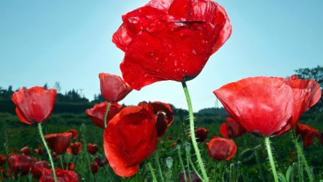 Vibrant Red Poppy Field in Bloom wallpaper