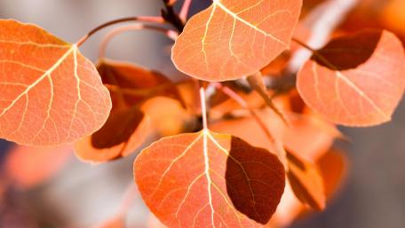 Autumn Leaves in Vivid Orange Shades wallpaper