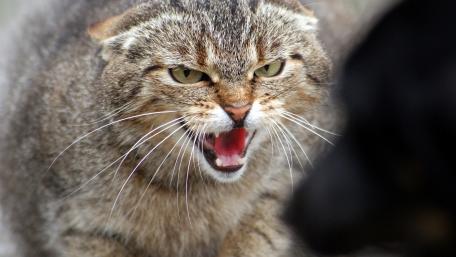 Fierce Encounter with a Wild Cat wallpaper