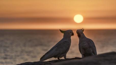 Love at Sunset Between Two Parrots wallpaper
