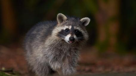 Charming Raccoon Exploring Its Habitat wallpaper