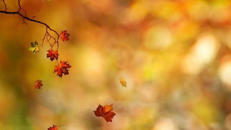 Autumn Leaves in a Blurred Landscape wallpaper