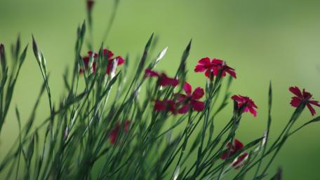 Vibrant Pink Flowers Dancing in the Breeze wallpaper