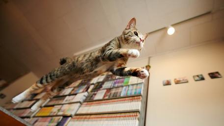 Graceful Cat Jumping in Action wallpaper
