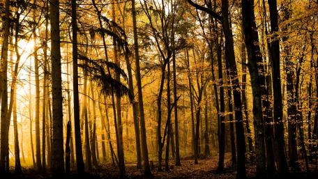 Golden Autumn Forest Serenity Awaits in Nature's Embrace wallpaper