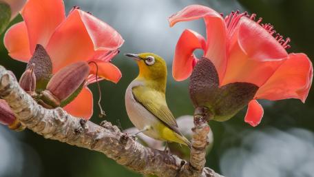Vibrant Bird Among Blooming Flowers wallpaper
