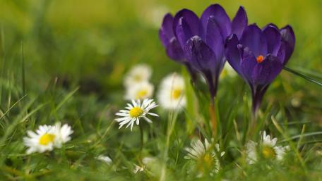 Vibrant Spring Blooms in Nature's Embrace wallpaper