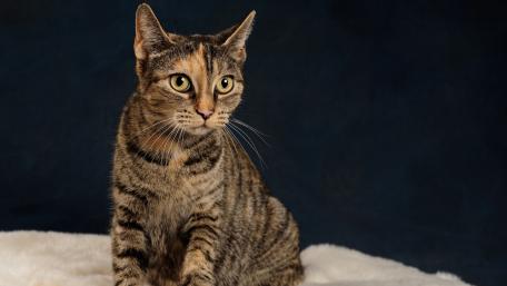 Playful Tabby Cat on a Soft Blanket wallpaper
