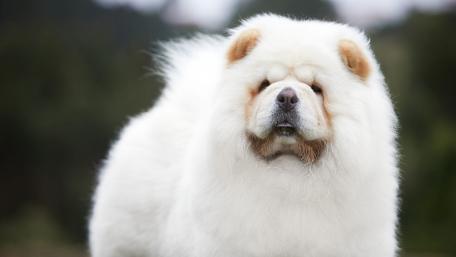 Fluffy White Chow Chow Dog Wallpaper wallpaper