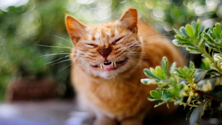 Playful Ginger Cat Showing Its Teeth in Nature Scene wallpaper