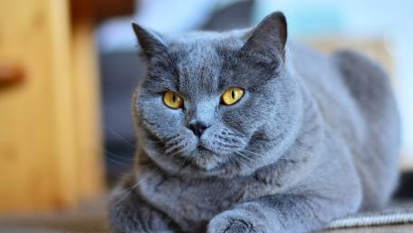 Gray Cat with Striking Yellow Eyes wallpaper