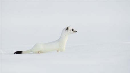 Elegant Stoat in a Serene Snowy Landscape wallpaper