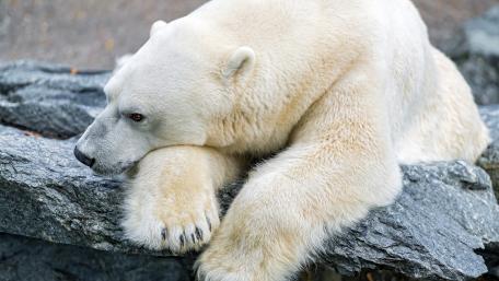 Majestic Polar Bear Resting on Rock wallpaper