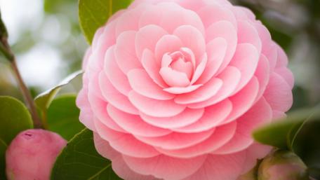 Delicate Pink Camellia Blossom Beauty wallpaper