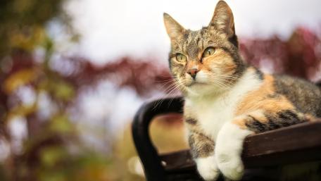 Charming Cat Relaxing in Nature wallpaper