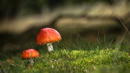 Vibrant Red Mushrooms Among Green Moss wallpaper