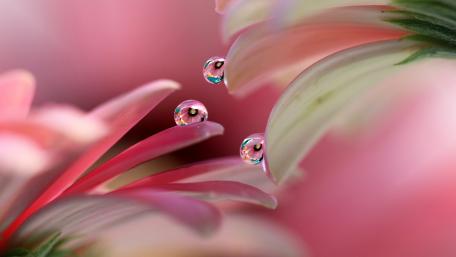 Delicate Waterdrops on Pink Petals wallpaper