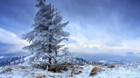 Majestic Winter Landscape with Frosty Trees wallpaper
