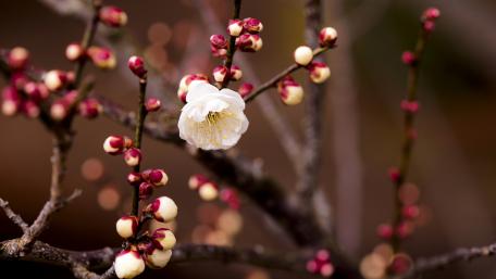 Spring Blossoms Awakening Nature's Beauty wallpaper