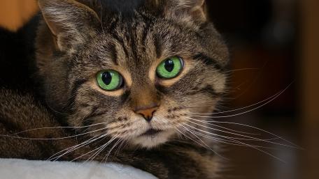 Mesmerizing Green-Eyed Feline Wallpaper wallpaper