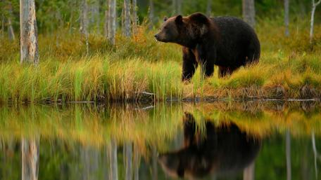 Majestic Bear by Tranquil Waters wallpaper