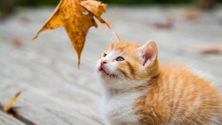 Curious Kitten Chasing a Leaf wallpaper