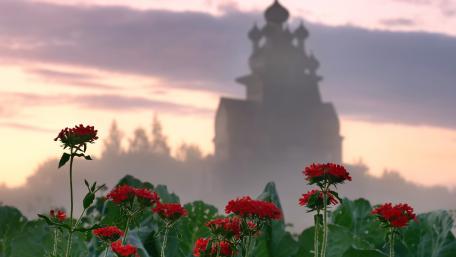 Blooming Beauty at Dawn wallpaper