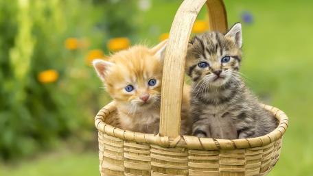 Adorable Kittens in a Cozy Basket wallpaper
