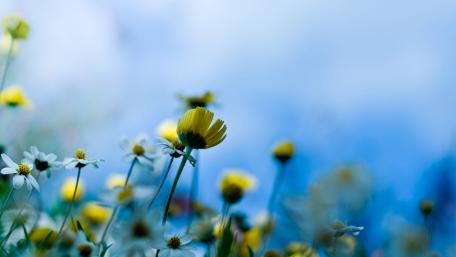 Serene Blue Wildflower Field Wallpaper wallpaper