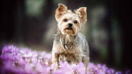 Yorkshire terrier wallpaper