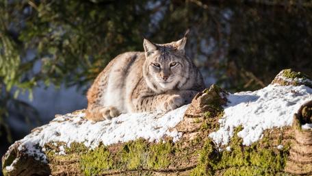 Majestic Lynx Resting in Nature's Embrace wallpaper