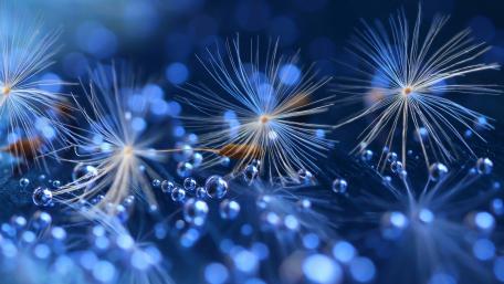 Elegant Blue Dandelions in Macro Focus wallpaper