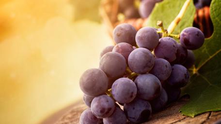 Harvesting Autumn's Sweet Grapes wallpaper