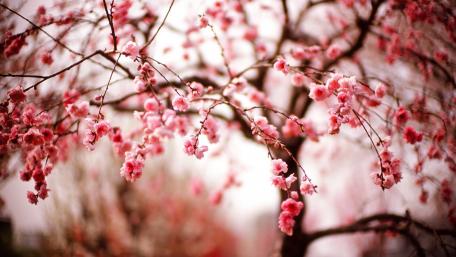 Blooming Cherry Blossoms in Spring wallpaper
