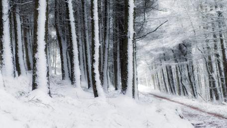 Winter Wonderland in Tranquil Forest wallpaper