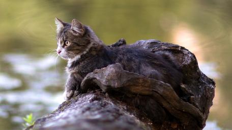 Curious Cat by the Water wallpaper