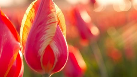 Vibrant Tulips Bathed in Sunshine wallpaper