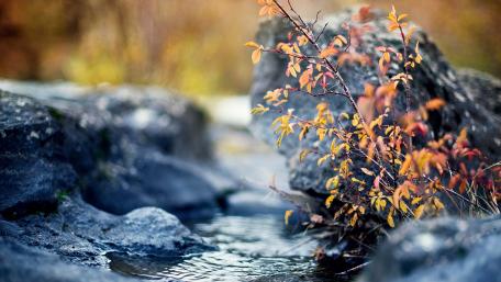 Serene Stream Surrounded by Autumn Leaves wallpaper