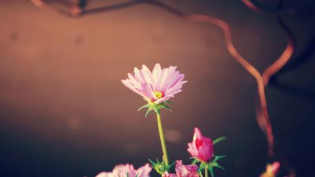 Blossoms in Soft Light Amidst Twisting Vines wallpaper