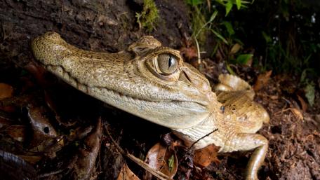 Majestic Forest Gecko Close-Up Wallpaper wallpaper