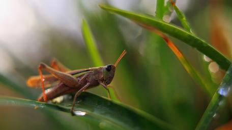Intricate World of a Grasshopper wallpaper