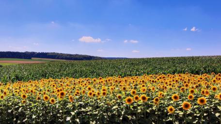 Vibrant Sunflower Field Under a Blue Sky wallpaper
