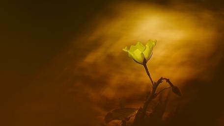 Golden Blossom Elegance wallpaper